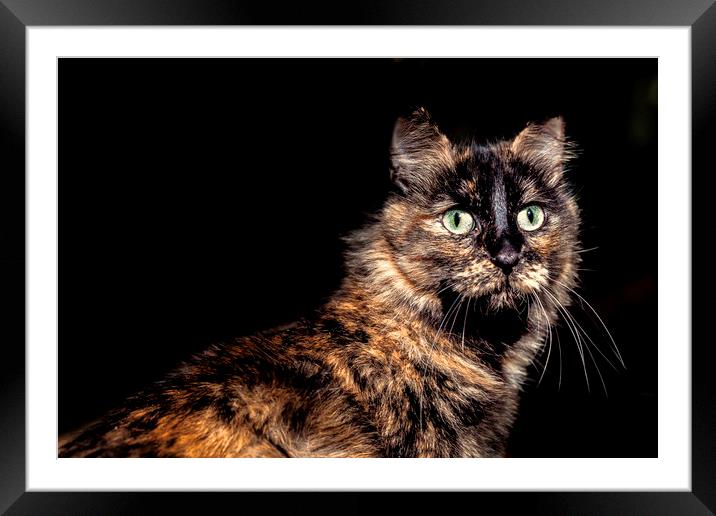 Lovely green eyed cat looking front Framed Mounted Print by Juan Ramón Ramos Rivero