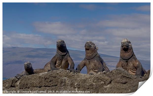 Marine iguanas enjoying the sun in the Galapagos Print by yvonne & paul carroll