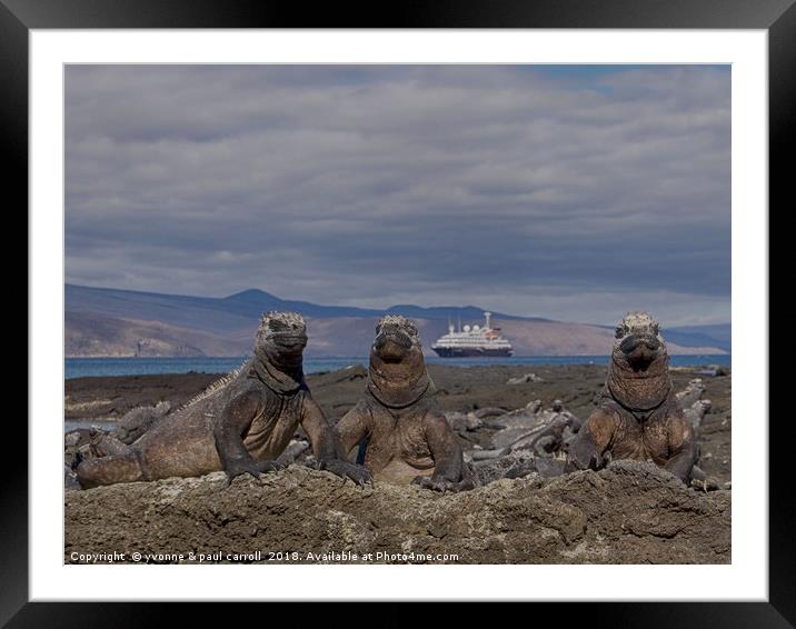 Marine iguanas enjoying the sun in the Galapagos Framed Mounted Print by yvonne & paul carroll