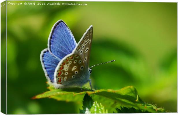 Common Blue Butterfly Canvas Print by Art G