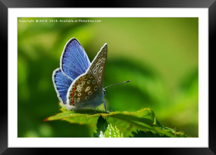 Common Blue Butterfly Framed Mounted Print by Art G