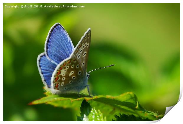 Common Blue Butterfly Print by Art G