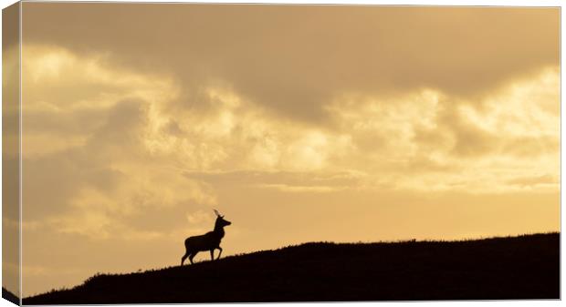 Strathglass Silhouette Canvas Print by Macrae Images