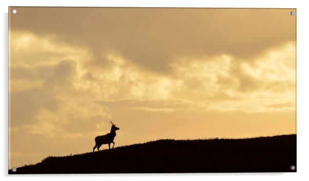 Strathglass Silhouette Acrylic by Macrae Images