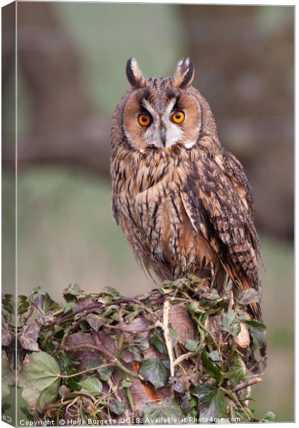 Long Eared Owl  Canvas Print by Holly Burgess
