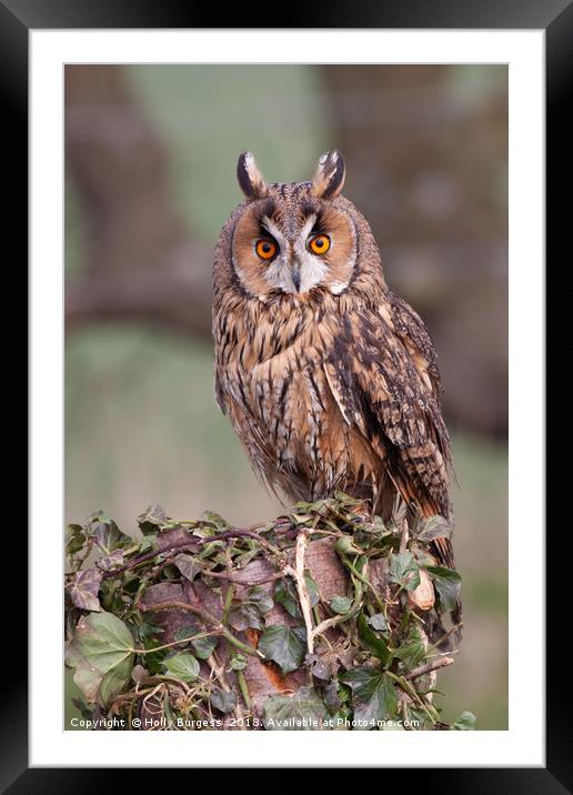 Long Eared Owl  Framed Mounted Print by Holly Burgess