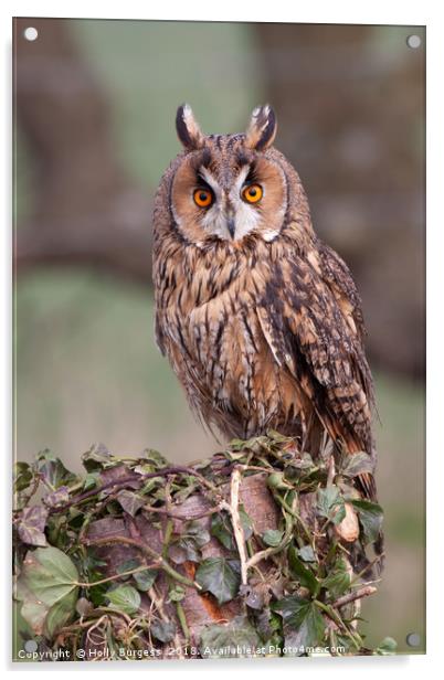 Long Eared Owl  Acrylic by Holly Burgess