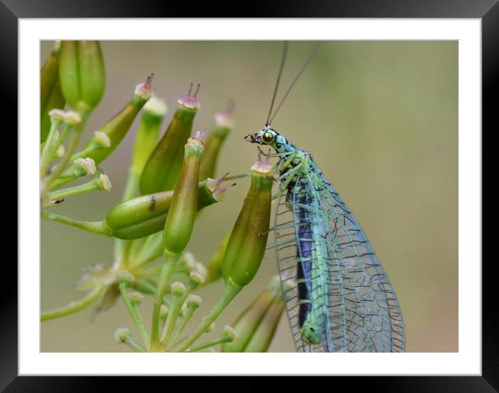 Lacewing on seedheads Framed Mounted Print by David Neighbour