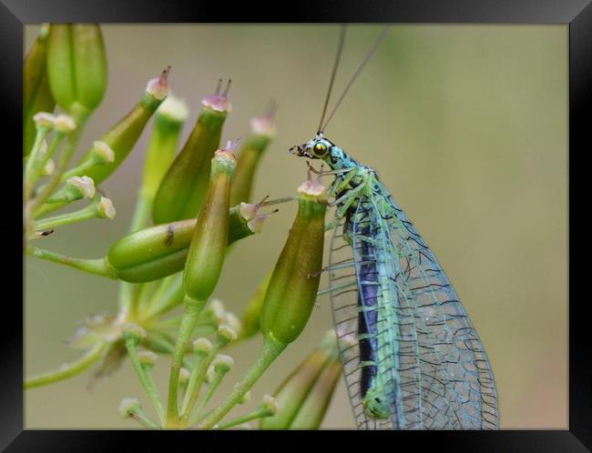Lacewing on seedheads Framed Print by David Neighbour