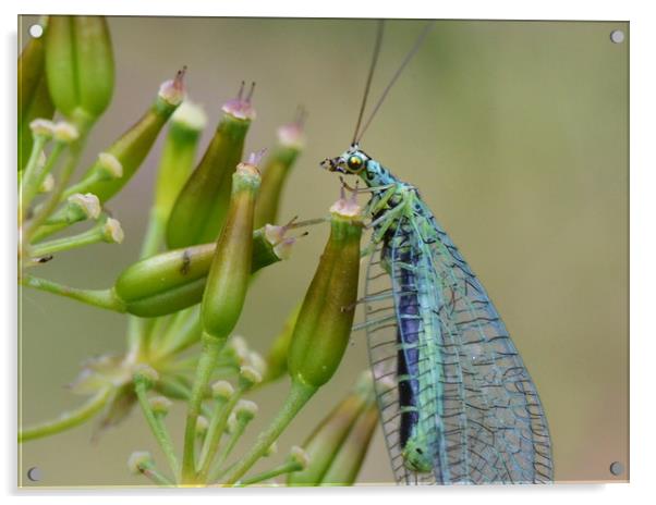 Lacewing on seedheads Acrylic by David Neighbour