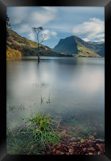 Buttermere Lone Tree Framed Print by Paul Andrews