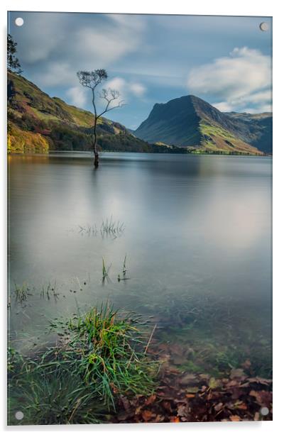 Buttermere Lone Tree Acrylic by Paul Andrews