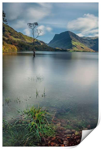 Buttermere Lone Tree Print by Paul Andrews
