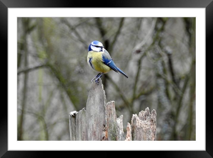 Blue Tit at Hardwick Park Framed Mounted Print by Pauline Raine