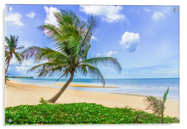 Palm tree on tropical beach Acrylic by Kevin Hellon