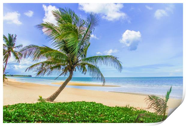 Palm tree on tropical beach Print by Kevin Hellon