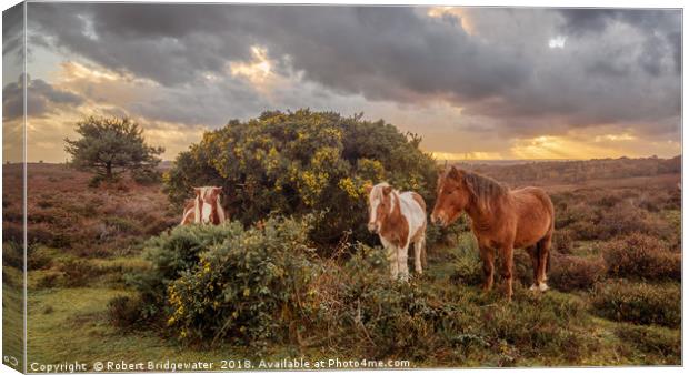 New Forest ponies sheltering from the storm Canvas Print by Robert Bridgewater