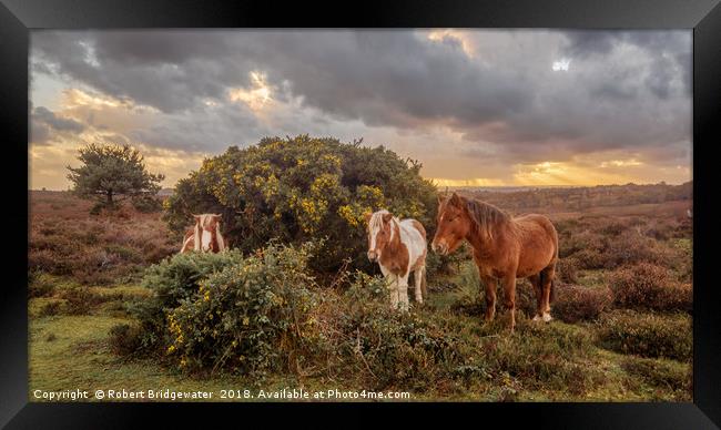 New Forest ponies sheltering from the storm Framed Print by Robert Bridgewater