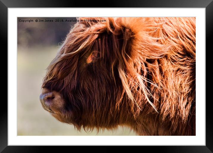 Highland cow portrait (2) Framed Mounted Print by Jim Jones