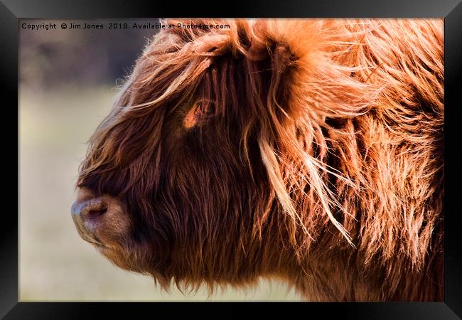 Highland cow portrait (2) Framed Print by Jim Jones