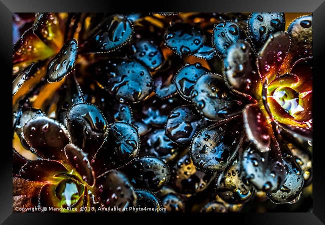 Aeonium Nigrum close up Framed Print by Mandy Rice