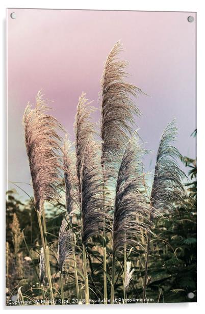 Pampas grass Acrylic by Mandy Rice