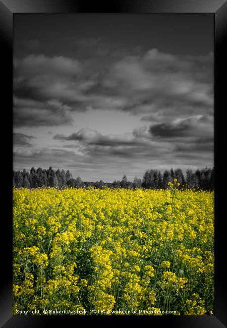 Rapeseed field and dark clouds in Poland. Framed Print by Robert Pastryk