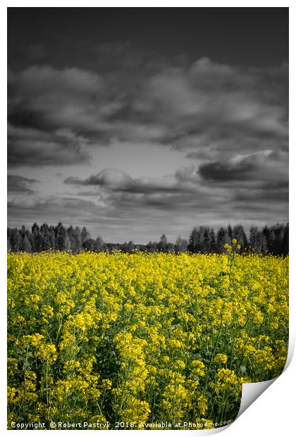 Rapeseed field and dark clouds in Poland. Print by Robert Pastryk