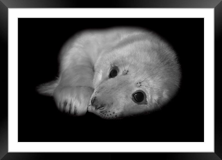 New Life Framed Mounted Print by Stephen Ward