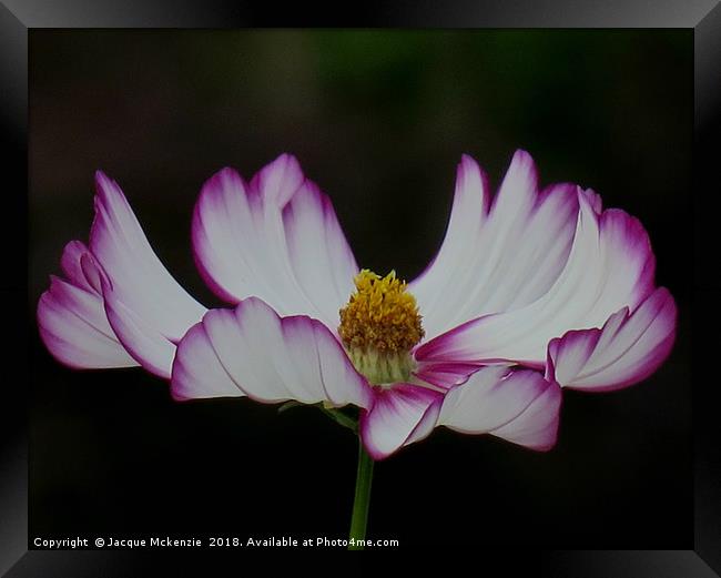 COSMOS IN THE DARK Framed Print by Jacque Mckenzie