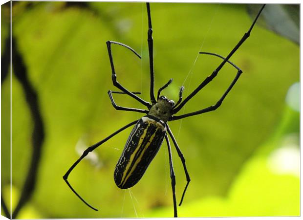 Spider With Stripes Canvas Print by Ashley lakra