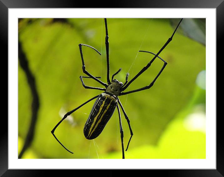 Spider With Stripes Framed Mounted Print by Ashley lakra