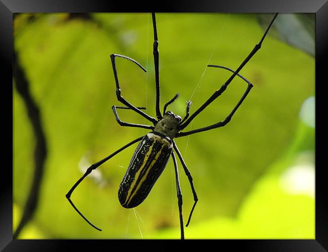Spider With Stripes Framed Print by Ashley lakra