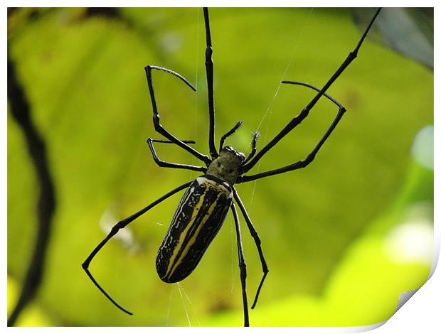 Spider With Stripes Print by Ashley lakra