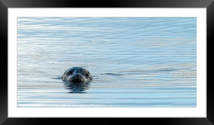 Seal's eyes Framed Mounted Print by Richard Smith
