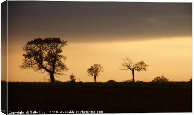 Tree shapes at sunset Canvas Print by Sally Lloyd