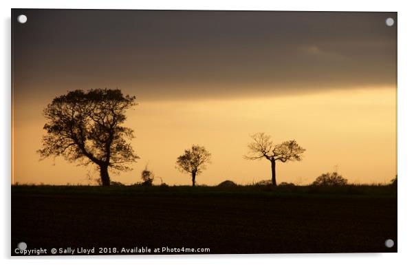 Tree shapes at sunset Acrylic by Sally Lloyd