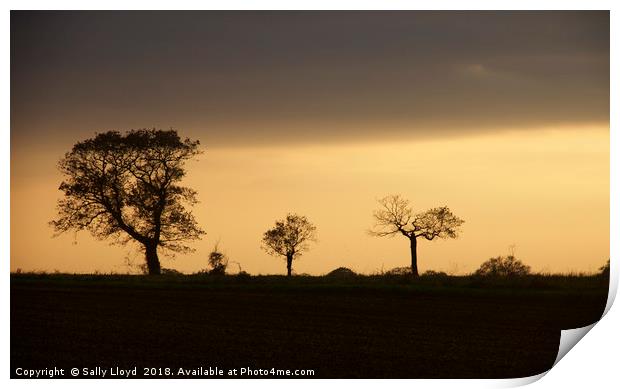 Tree shapes at sunset Print by Sally Lloyd