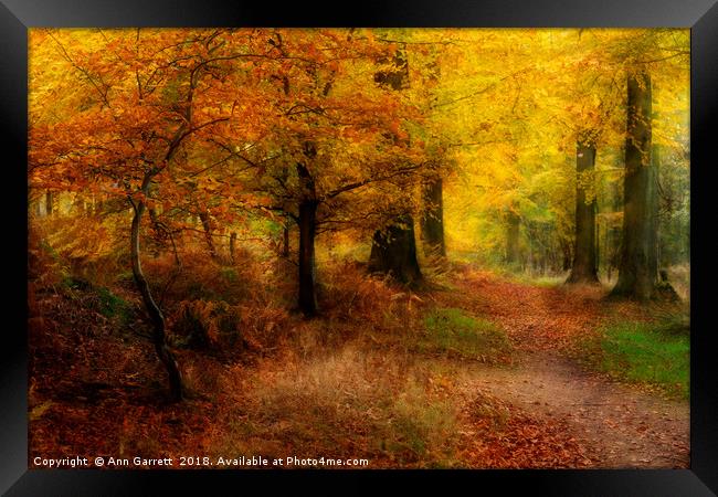 Autumn Colours Framed Print by Ann Garrett