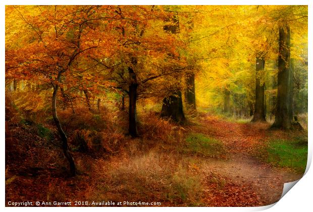 Autumn Colours Print by Ann Garrett