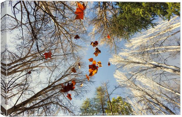 Beautiful autumn image with maple leaves falling Canvas Print by Juan Ramón Ramos Rivero