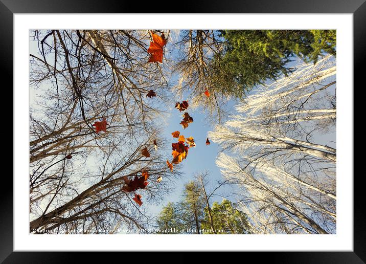 Beautiful autumn image with maple leaves falling Framed Mounted Print by Juan Ramón Ramos Rivero