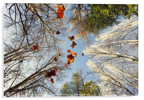 Beautiful autumn image with maple leaves falling Acrylic by Juan Ramón Ramos Rivero
