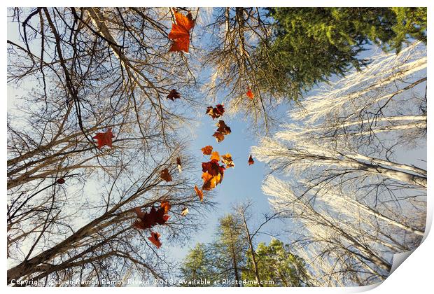 Beautiful autumn image with maple leaves falling Print by Juan Ramón Ramos Rivero