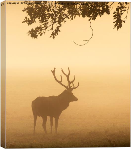 Majestic in the Mist  Canvas Print by Tracey Whitefoot