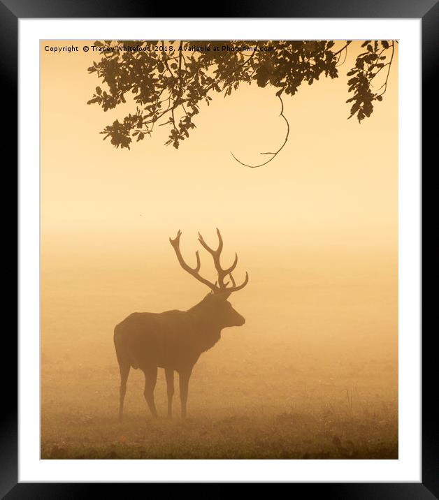 Majestic in the Mist  Framed Mounted Print by Tracey Whitefoot