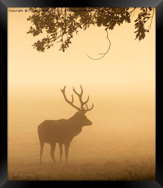 Majestic in the Mist  Framed Print by Tracey Whitefoot