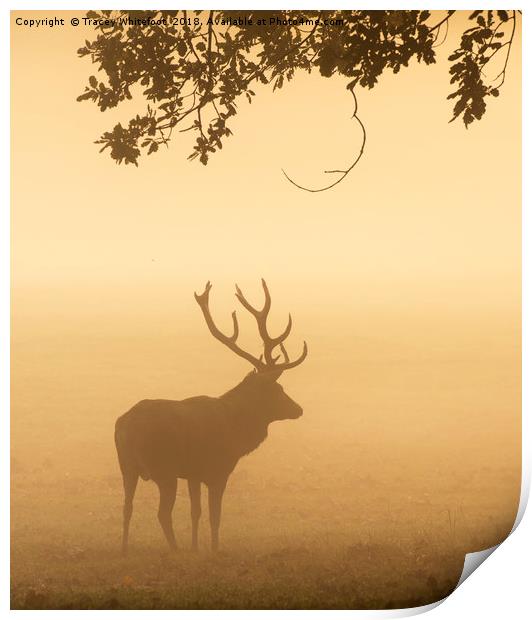 Majestic in the Mist  Print by Tracey Whitefoot