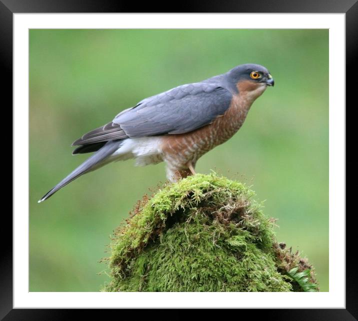Sparrowhawk  Framed Mounted Print by Stephen Herrell