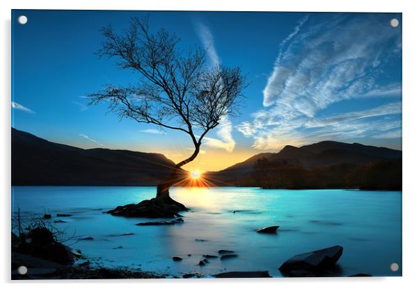 Lynn Padarn lone tree Acrylic by Robert Fielding